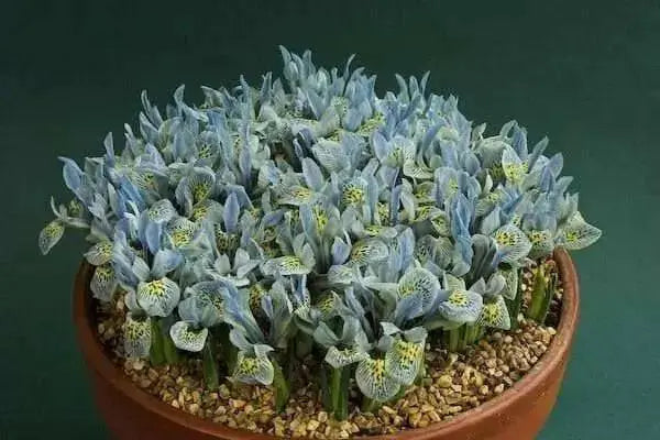 Dwarf Iris, katherine hodgkin bulbs,early-blooming flowers. - Caribbean garden seed