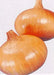 Early Yellow Onion Seed, asian vegetable - Caribbean garden seed