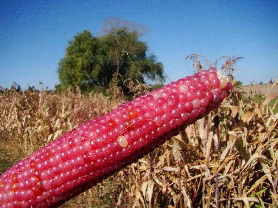 Early Pink Popcorn Seeds - Caribbean garden seed