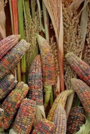Earth Tones Dent Corn Seed -Tones of Gold,Bronze,Mauve-pink,Green,Brown and Blue - Caribbean garden seed