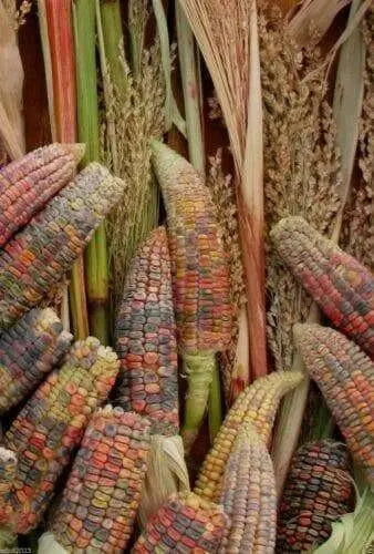 Earth Tones Dent Corn Seed -Tones of Gold,Bronze,Mauve-pink,Green,Brown and Blue - Caribbean garden seed