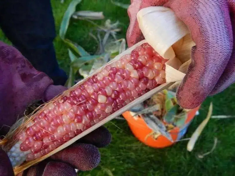 Early Pink Popcorn Seeds - Caribbean garden seed