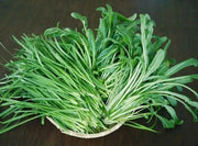 Early Mibuna, MUSTARD SEEDS,  Chinese Cabbage  ,Asian Vegetable - Caribbean garden seed