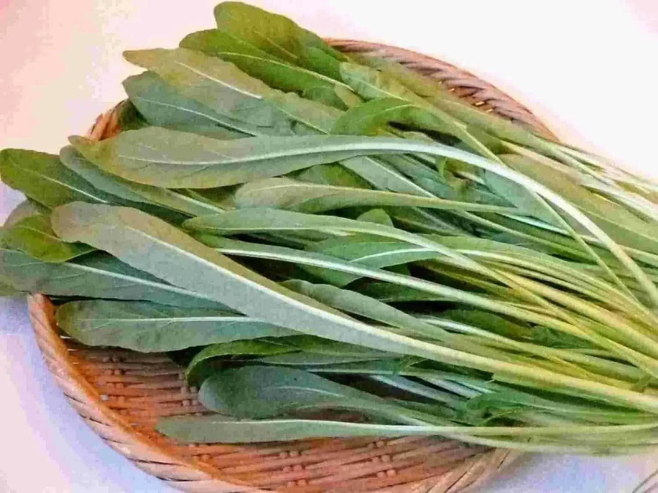 Early Mibuna, MUSTARD SEEDS,  Chinese Cabbage  ,Asian Vegetable - Caribbean garden seed