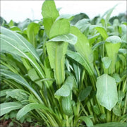 Early Mibuna, MUSTARD SEEDS,  Chinese Cabbage  ,Asian Vegetable - Caribbean garden seed