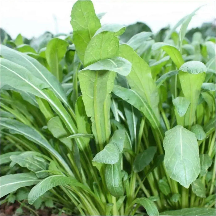 Early Mibuna, MUSTARD SEEDS,  Chinese Cabbage  ,Asian Vegetable - Caribbean garden seed