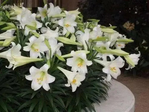 Easter Lily Bulbs ,Lilium .-,3 Bulbs, ,Suitable for forcing - Caribbean garden seed