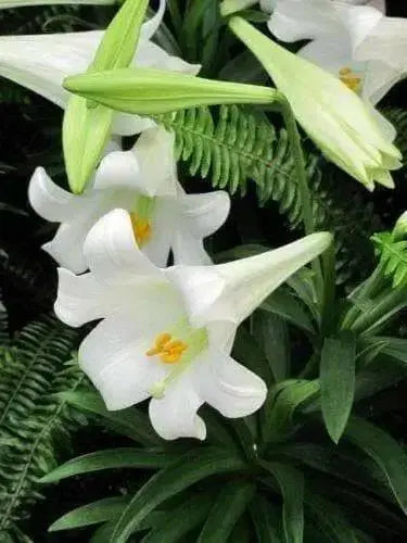 Easter Lily Bulbs ,Lilium .-,3 Bulbs, ,Suitable for forcing - Caribbean garden seed