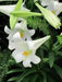 Easter Lily Bulbs ,Lilium .-,3 Bulbs, ,Suitable for forcing - Caribbean garden seed