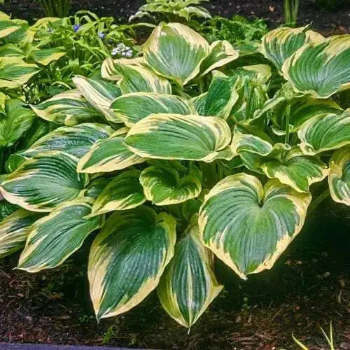 Earth angel hosta (Bareroot PLANT) Perennial - Caribbean garden seed