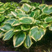 Earth angel hosta (Bareroot PLANT) Perennial - Caribbean garden seed