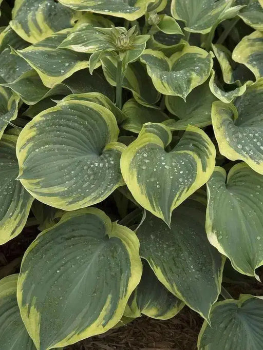 Earth angel hosta (Bareroot PLANT) Perennial - Caribbean garden seed