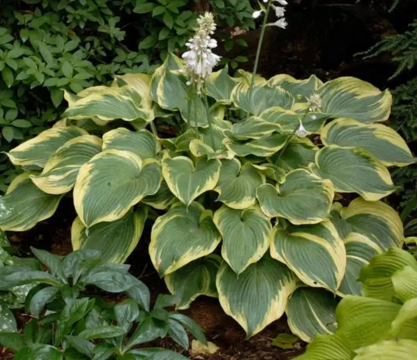 Earth angel hosta (Bareroot PLANT) Perennial - Caribbean garden seed