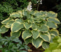 Earth angel hosta (Bareroot PLANT) Perennial - Caribbean garden seed