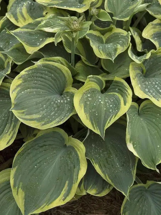 Earth angel hosta (Bareroot PLANT) Perennial - Caribbean garden seed