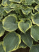 Earth angel hosta (Bareroot PLANT) Perennial - Caribbean garden seed