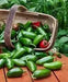 EARLY Jalapeno Pepper Seeds,Capsicum annuum - Caribbean garden seed