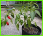 EARLY Jalapeno Pepper Seeds,Capsicum annuum - Caribbean garden seed