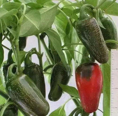 EARLY Jalapeno Pepper Seeds,Capsicum annuum - Caribbean garden seed