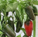 EARLY Jalapeno Pepper Seeds,Capsicum annuum - Caribbean garden seed