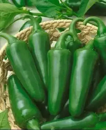 EARLY Jalapeno Pepper Seeds,Capsicum annuum - Caribbean garden seed