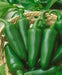 EARLY Jalapeno Pepper Seeds,Capsicum annuum - Caribbean garden seed