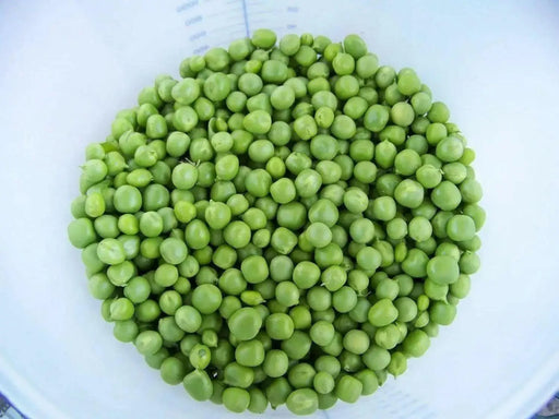 Early Frosty' ~ Garden Pea Seeds ~ Heirloom, NON Gmo ! - Caribbean garden seed