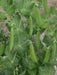 Early Frosty' ~ Garden Pea Seeds ~ Heirloom, NON Gmo ! - Caribbean garden seed