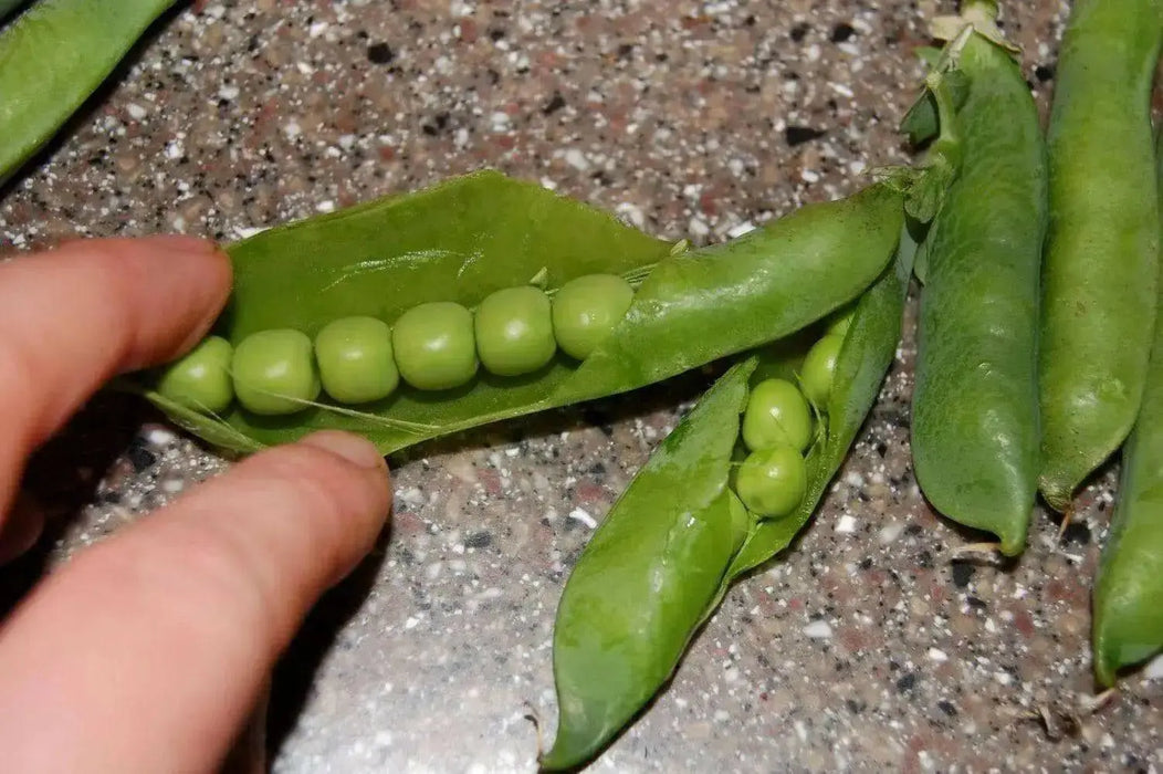 Early Frosty' ~ Garden Pea Seeds ~ Heirloom, NON Gmo ! - Caribbean garden seed