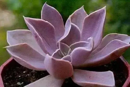 Echeveria Rodolfi Seeds - ,Growing Cactus/succulents is fun & rewarding - Caribbean garden seed