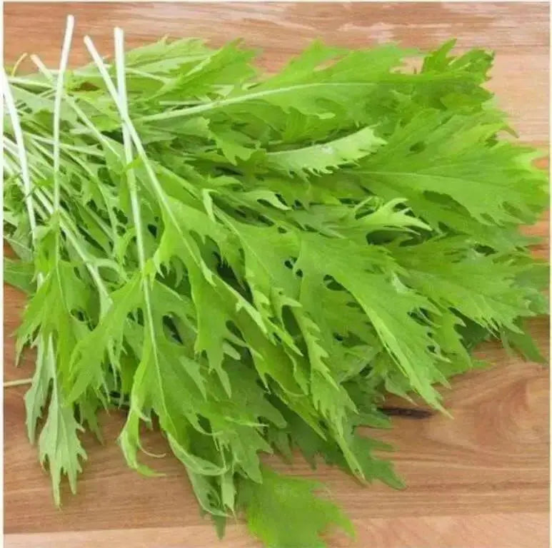 EARLY Mizuna ,JAPANESE MUSTARD SEEDS, shui cai, ASIAN VEGETABLE - Caribbean garden seed