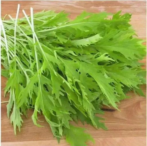 EARLY Mizuna ,JAPANESE MUSTARD SEEDS, shui cai, ASIAN VEGETABLE - Caribbean garden seed
