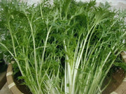 EARLY Mizuna ,JAPANESE MUSTARD SEEDS, shui cai, ASIAN VEGETABLE - Caribbean garden seed