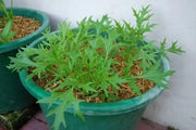 EARLY Mizuna ,JAPANESE MUSTARD SEEDS, shui cai, ASIAN VEGETABLE - Caribbean garden seed