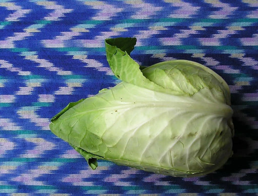 Early Jersey Wakefield Cabbage Seeds, Heirloom Vegetable - Caribbean garden seed
