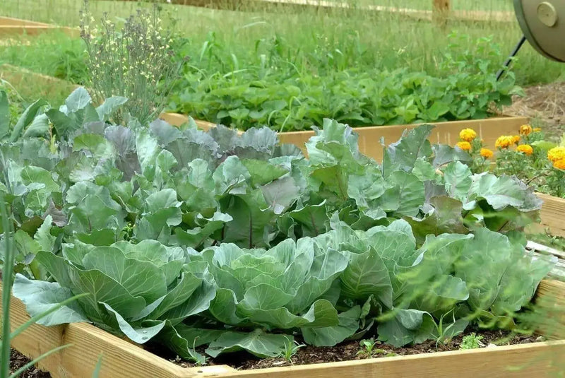 Early Jersey Wakefield Cabbage Seeds, Heirloom Vegetable - Caribbean garden seed