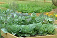 Early Jersey Wakefield Cabbage Seeds, Heirloom Vegetable - Caribbean garden seed