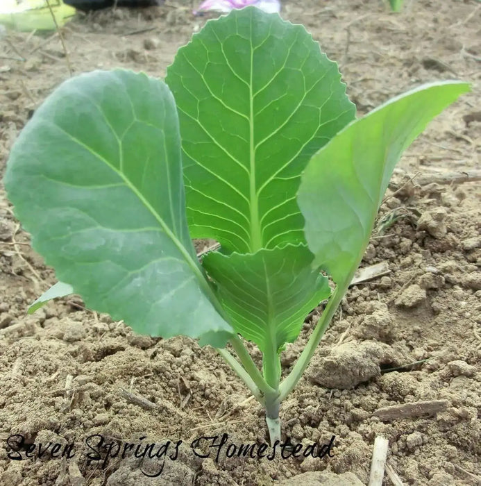 Early Jersey Wakefield Cabbage Seeds, Heirloom Vegetable - Caribbean garden seed