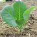 Early Jersey Wakefield Cabbage Seeds, Heirloom Vegetable - Caribbean garden seed