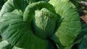 Early Jersey Wakefield Cabbage Seeds, Heirloom Vegetable - Caribbean garden seed