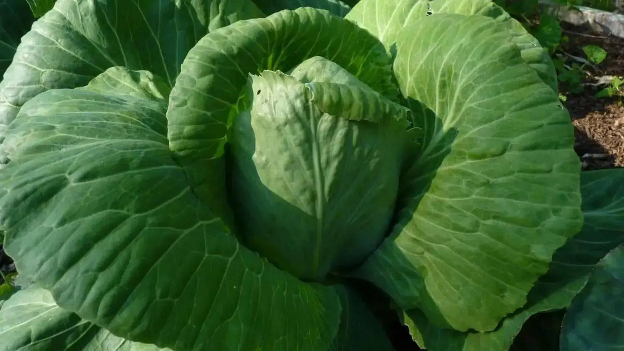 Early Jersey Wakefield Cabbage Seeds, Heirloom Vegetable - Caribbean garden seed