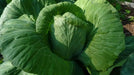 Early Jersey Wakefield Cabbage Seeds, Heirloom Vegetable - Caribbean garden seed