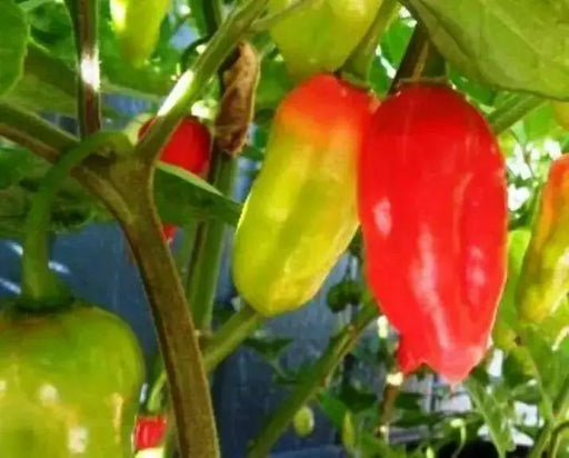 Ecuadorian Devil's Breath, Capsicum chinense" Pepper Seeds - Caribbean garden seed