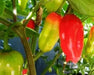Ecuadorian Devil's Breath, Capsicum chinense" Pepper Seeds - Caribbean garden seed