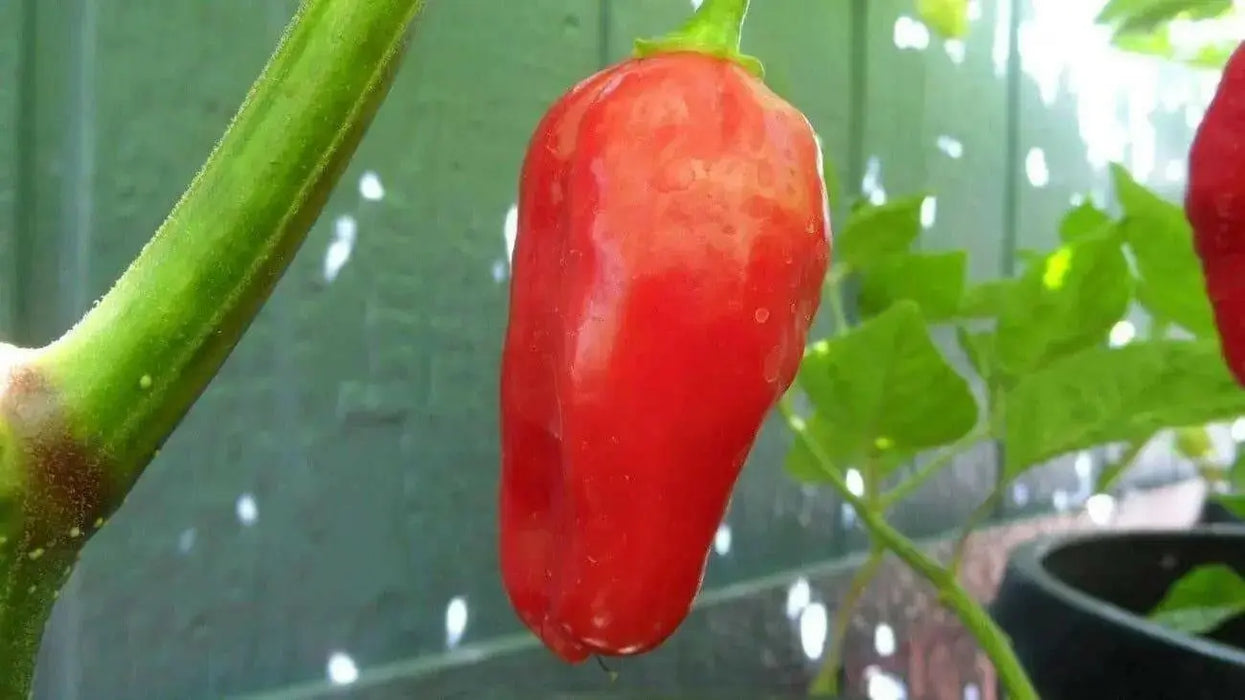 Ecuadorian Devil's Breath, Capsicum chinense" Pepper Seeds - Caribbean garden seed