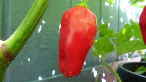 Ecuadorian Devil's Breath, Capsicum chinense" Pepper Seeds - Caribbean garden seed