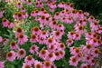 Echinacea PURPLE Coneflower ( 2 Bareroot Plants) PERENNIAL FLOWERS - Caribbean garden seed