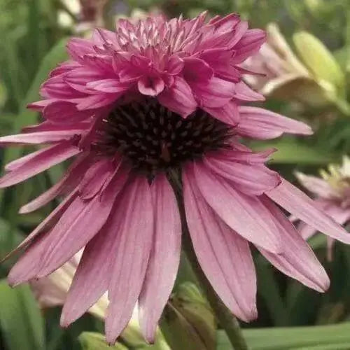 Echinacea PURPLE Coneflower ( 2 Bareroot Plants) PERENNIAL FLOWERS - Caribbean garden seed