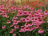 Echinacea PURPLE Coneflower ( 2 Bareroot Plants) PERENNIAL FLOWERS - Caribbean garden seed