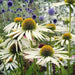 Echinacea purpurea 'White Swan'( 2 bareroot Plant) PERENNIAL  CONEFLOWERS - Caribbean garden seed